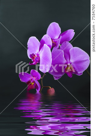 Purple orchid with reflection in water 7584760