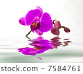 Purple orchid with reflection in water 7584761