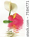 white and pink anthurium with the reflection in the water on a white background 7584771