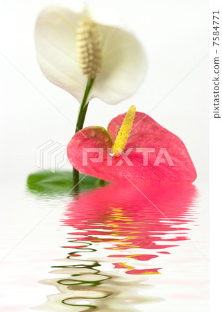 white and pink anthurium with the reflection in the water on a white background 7584771