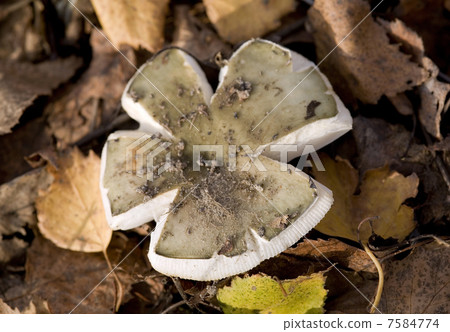 mushrooms 7584774