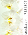 white orchid with reflection in water 7584807
