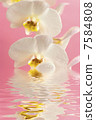 white orchid with reflection in water 7584808