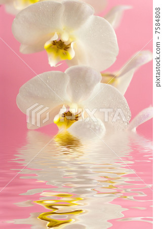 white orchid with reflection in water 7584808