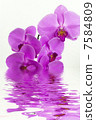Purple orchid with reflection in water 7584809