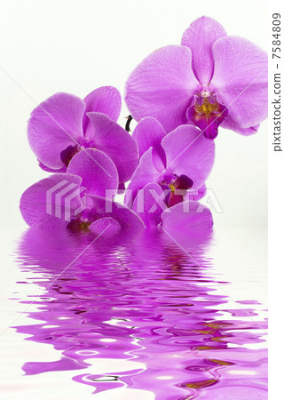 Purple orchid with reflection in water 7584809