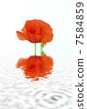 red poppies on a white background with reflection in water 7584859