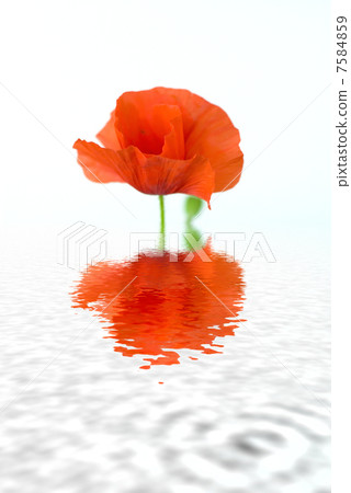red poppies on a white background with reflection in water 7584859