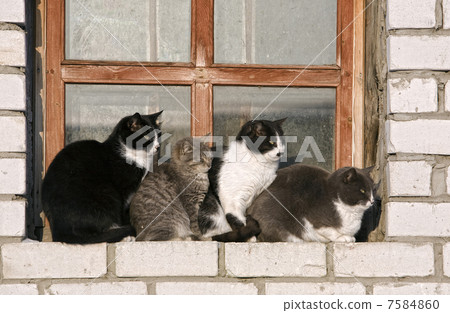 Four cats on a window sill 7584860