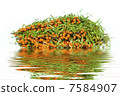 fresh buckthorn on a white background with reflection in water 7584907