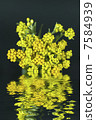 Immortelle  (Helychrysum) on black background with reflection in water 7584939