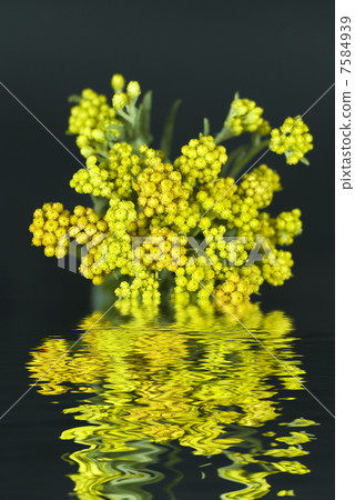 Immortelle  (Helychrysum) on black background with reflection in water 7584939