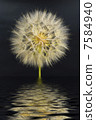 beautiful dandelion on the black background with reflection in water 7584940