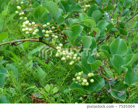 Sartori fish stock fruit 7585004