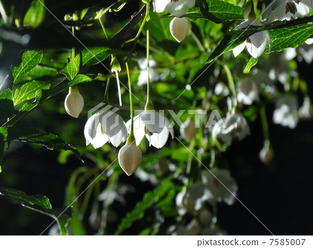 Egonoki White Flower Egonoki White Flower 7585007