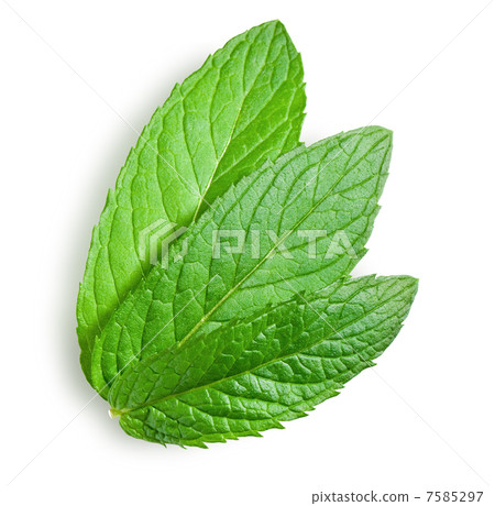 young leaves of mint young leaves of mint 7585297