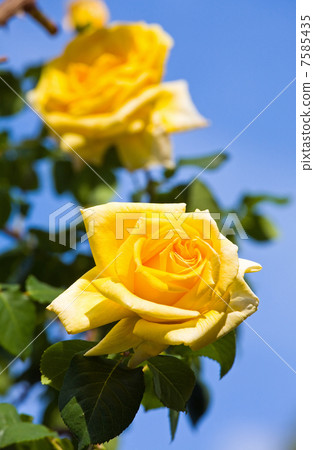 圖庫照片: yellow rose flower