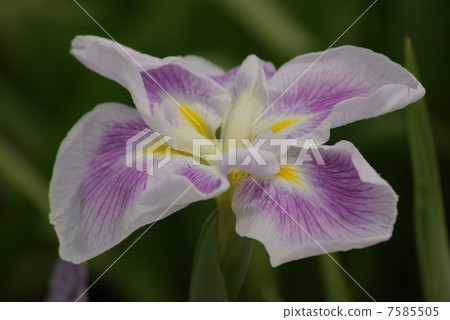 Iris Gomondaru Satsukaba Edo series iris leaves old flowers in Edo Iris Gomondaru Satsukaba Edo series iris leaves old flowers in Edo 7585505