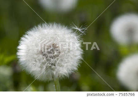 Dandelion's fluff 7585766