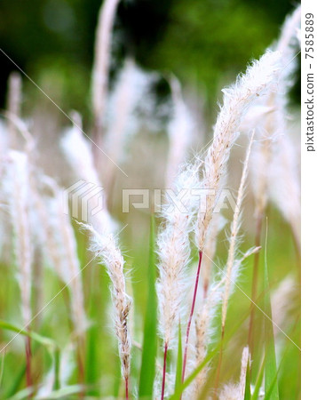 Chigaya growing in the wind: Kaya 7585889