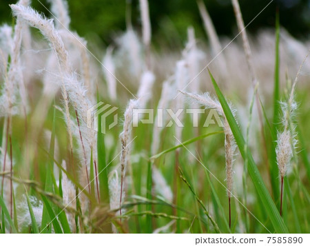 Chigaya growing in the wind: Kaya 7585890