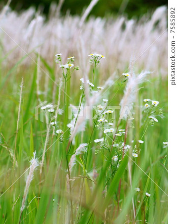 Growing up in the wind Emise & Chigaya: Kaya Growing up in the wind Emise & Chigaya: Kaya 7585892