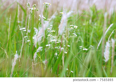 Growing up in the wind Emise & Chigaya: Kaya 7585893