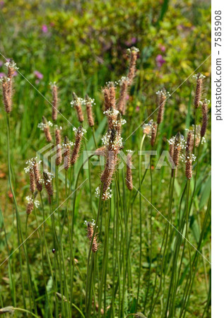 植物·稻飛蝨家庭植物 7585908