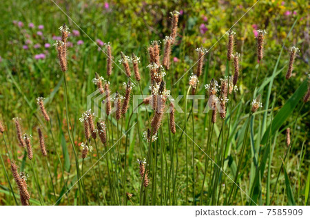 Plant · Planthopper Family Plant 7585909