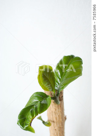 咖啡樹的芽 7585966