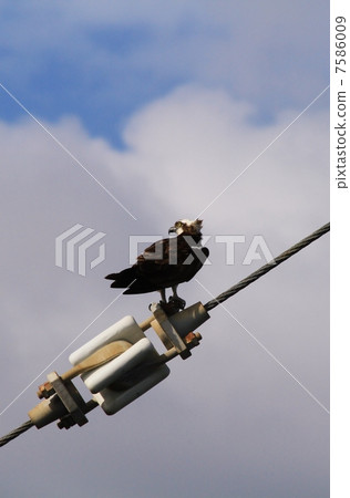 Misago's profile 7586009