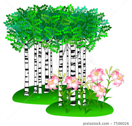 White birch forest and lilies 7586026