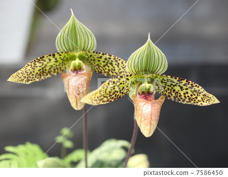 兜蘭裴Derumu 7586450