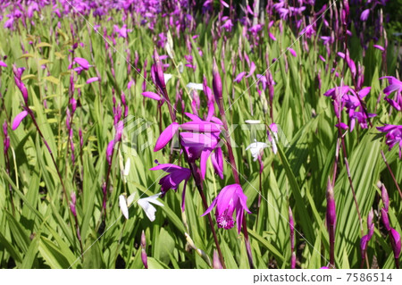 矽烷 矽烷 7586514