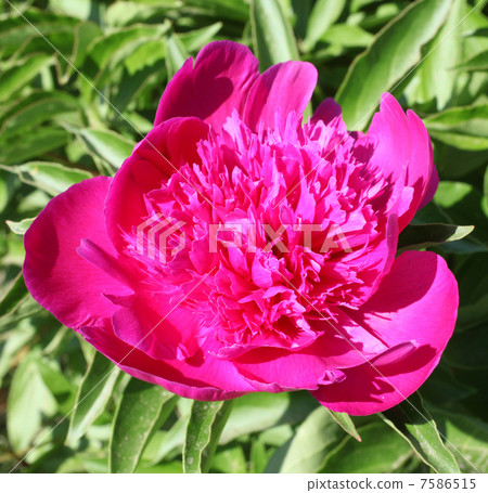 牡丹根 牡丹根 7586515