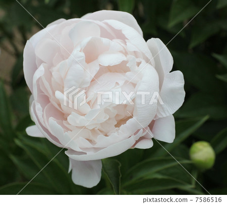 牡丹根 牡丹根 7586516