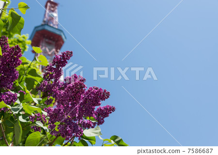 Lilac and Sapporo TV tower Lilac and Sapporo TV tower 7586687