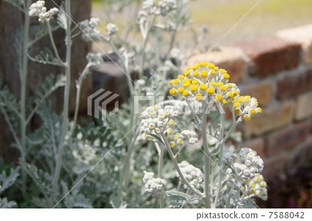 Shirota鷹之花(白菊花) Shirota鷹之花(白菊花) 7588042