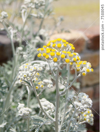 Shirota鷹之花(白菊花) Shirota鷹之花(白菊花) 7588045