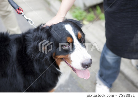 Dog's walk Dog's walk 7588851