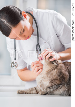 Veterinarian examining teeth of a cat while doing checkup at cli Veterinarian examining teeth of a cat while doing checkup at cli 7590579