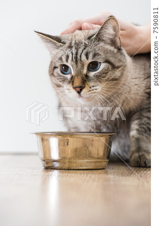 Portrait of a purebred striped cat pet and cat food on a gray ba Portrait of a purebred striped cat pet and cat food on a gray ba 7590811