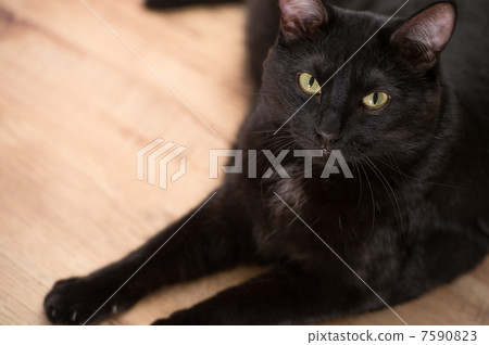 Solid black cat laying on floor and looking at camera. Copyspace Solid black cat laying on floor and looking at camera. Copyspace 7590823