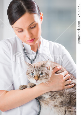 Veterinarian holding a cat at clinic 7590869
