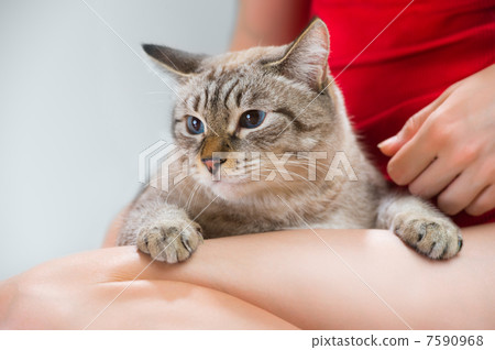 Young woman holding beautiful tabby cat, relaxed on gray backgro Young woman holding beautiful tabby cat, relaxed on gray backgro 7590968