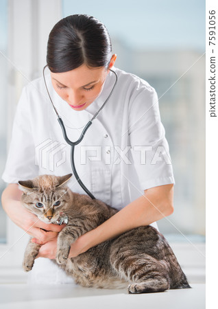 Veterinarian listening a cat while doing checkup at clinic 7591056