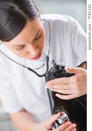 Veterinarian listening a cat while doing checkup at clinic 7591102