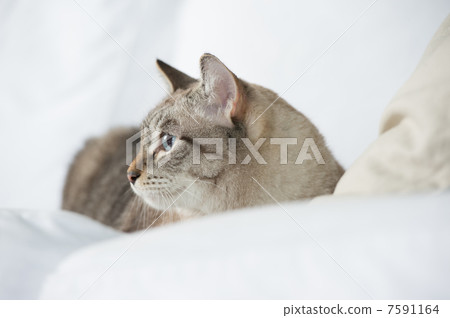 Cute tabby cat at home - laying on sofa and looking wary Cute tabby cat at home - laying on sofa and looking wary 7591164