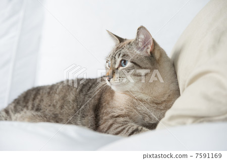 Cute tabby cat at home - laying on sofa and relaxing Cute tabby cat at home - laying on sofa and relaxing 7591169