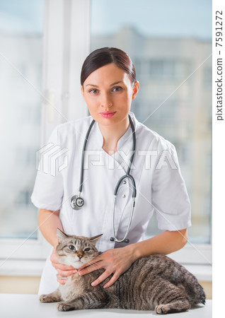 Veterinarian calming a cat at clinic 7591272